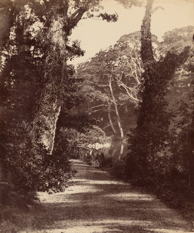 El Lago Superior, Bosque del Valle de Penllergare,c. 1852 (foto) de John Dillwyn Llewelyn