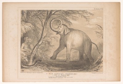 Spotprent conoció a Lord Ellenborough como een wilde olifant Un elefante salvaje tocando la trompeta. ¡Una escena de Paradise Lost! (título en el objeto) Bocetos HB (título de la serie en el objeto) de John Doyle