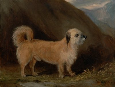Un Terrier Dandie Dinmont de John E. Ferneley