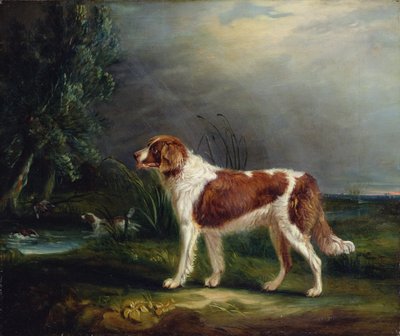 Dos Spaniels junto a un Arroyo, uno levantando un Ánade Real de John E. Ferneley