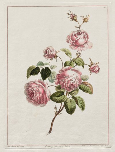 Una colección de flores dibujadas del natural - Rosa de la provincia de col de John Edwards