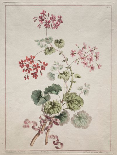 Una colección de flores dibujadas de la naturaleza: No. 6 - Geranio escarlata y variado, 1801 de John Edwards