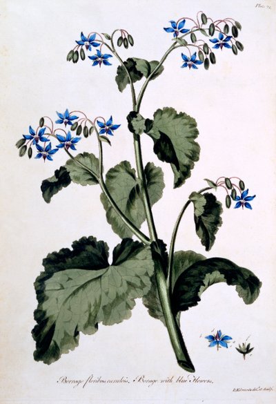 Borraja con flores azules, ilustración de 