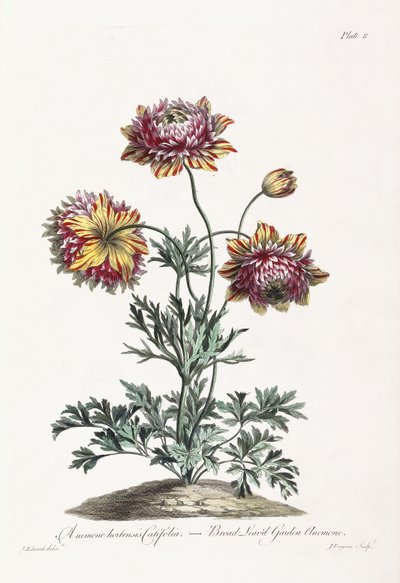 Anémona de jardín de hojas anchas de John Edwards