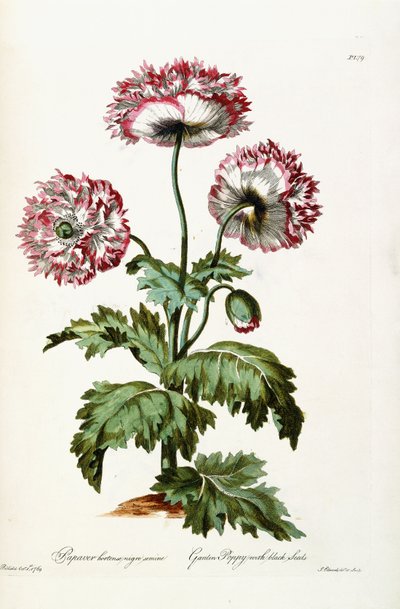 Amapola de Jardín con Semillas Negras, 1769 de John Edwards