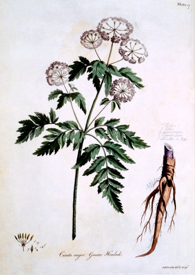 Cicuta mayor, ilustración de 