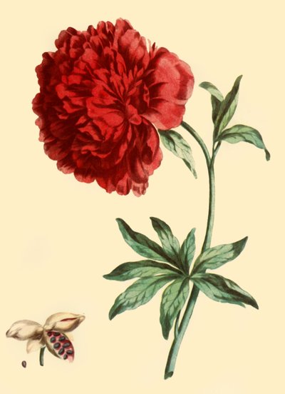 Peonía: Paeonia Faemina Flore Pleno Rubro Majore, 1769, 1946 de John Edwards