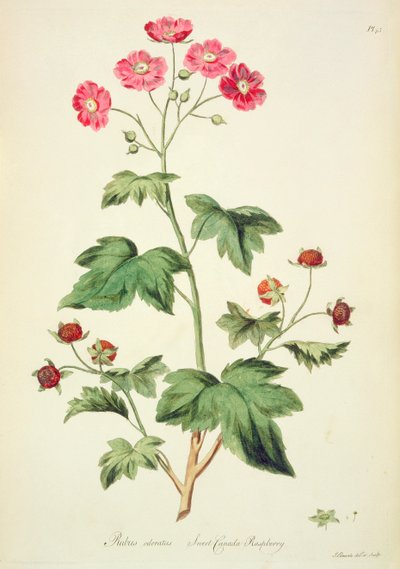 Frambuesa: Sweet Canada (pl.45) de 