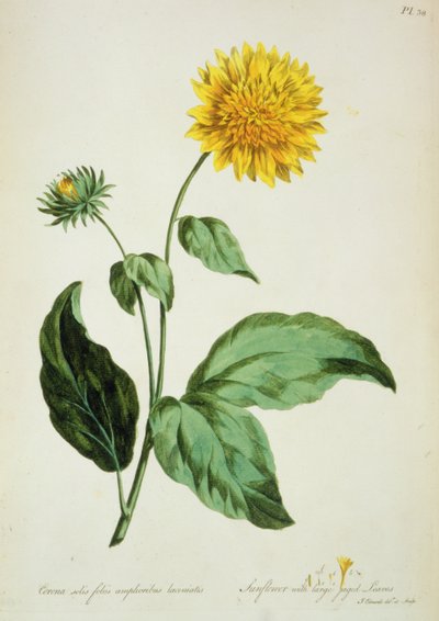 Girasol: con grandes hojas irregulares (Corona) de 