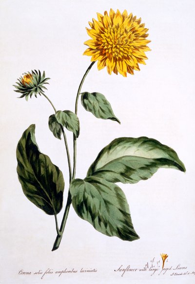 Girasol con grandes hojas dentadas, ilustración de 