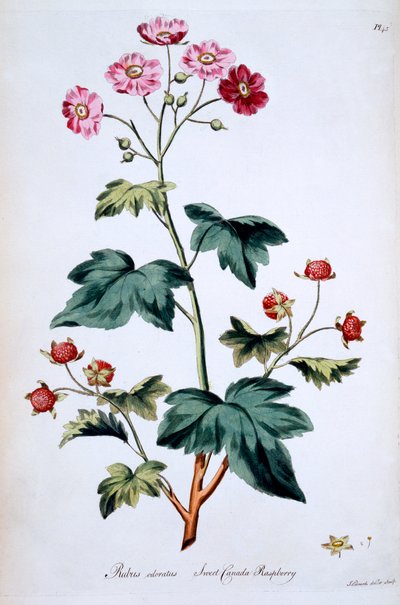 Frambuesa dulce de Canadá [Rubus odoratus], ilustración de 
