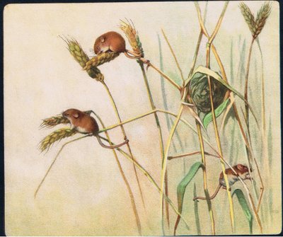 Ratones de la cosecha, ilustración de "Pads, Paws and Claws" de P. Pycraft de John Edwin Noble