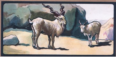 Markhor (Cabra) de John Edwin Noble