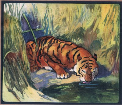 Tiger de John Edwin Noble