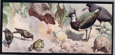 Vida salvaje, ilustración de "Helpers Without Hands" de Gladys Davidson, publicada en 1919 (litografía en color) de John Edwin Noble