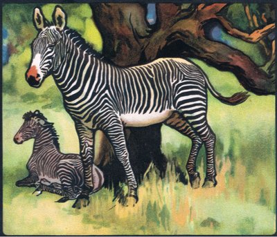 Cebras, ilustración de "Pads, Paws and Claws" de P. Pycraft de John Edwin Noble