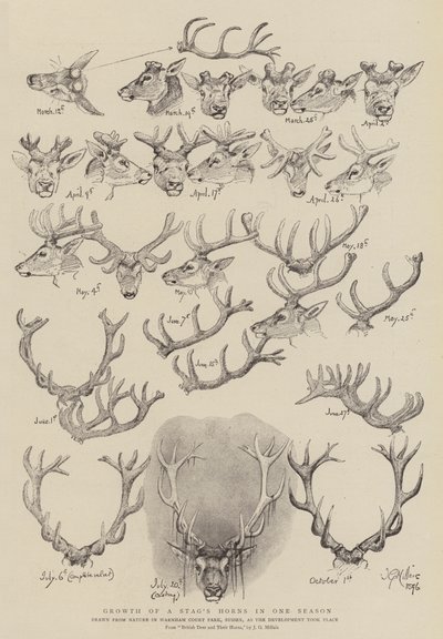 Crecimiento de los cuernos de un ciervo en una temporada de John Everett Millais
