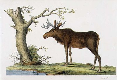 Cervus Alces (Alce) de John Frederick (after) Miller