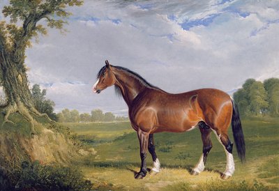 Un semental de Clydesdale, 1820 de John Frederick Herring Senior