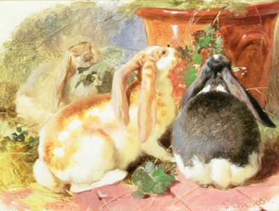 Un estudio de tres conejos de orejas caídas de John Frederick Herring Senior