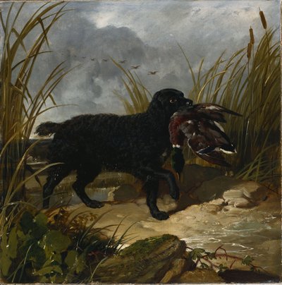 Un perro de agua irlandés recuperando un pato mallard, 1849 de John Frederick Herring Senior