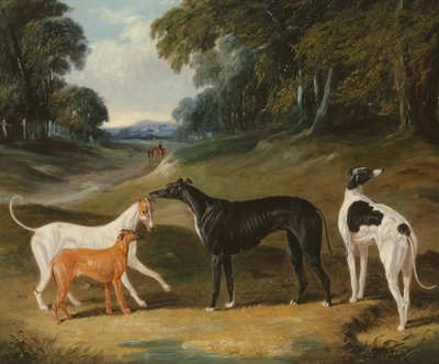 Galgos, 
