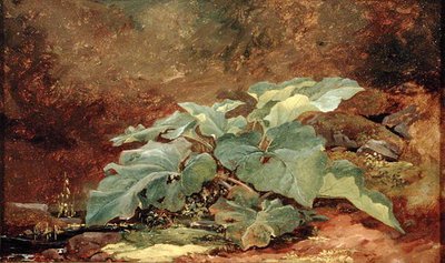 Estudio de una planta de bardana de John Frederick Kensett
