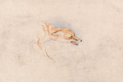 Estudio de un zorro agachado, mirando a la derecha de John Frederick Lewis