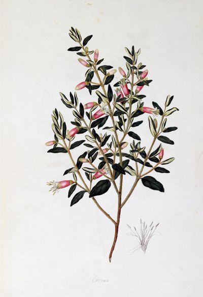 Correa Reflexa, dibujo de John Frederick Miller (1759-1796) de John Frederick Miller