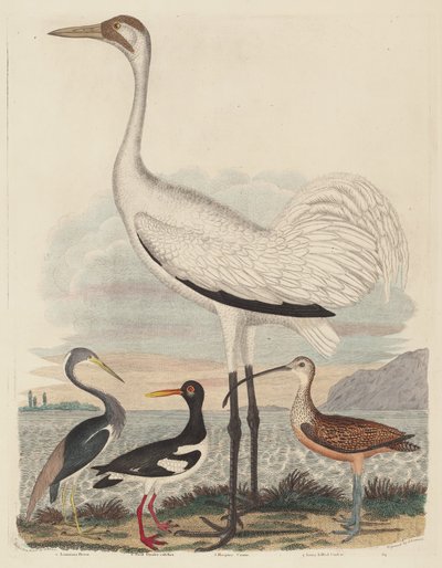 Garza de Luisiana, Ostrero Pío, Grulla Trompetera y Zarapito Pico Largo, publicado 1808-1814 de John G. Warnicke