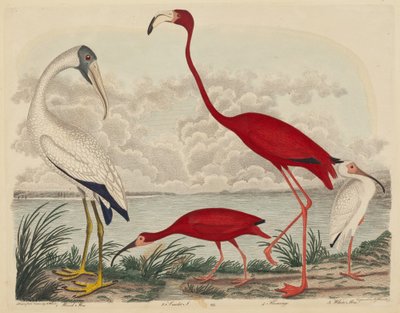 Ibis de madera, ibis escarlata, flamenco y ibis blanco de John G. Warnicke