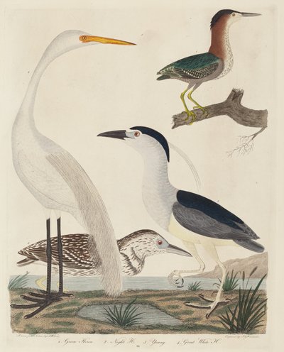 Garza verde, garza nocturna, garza joven y gran garza blanca de John G. Warnicke after Alexander Wilson