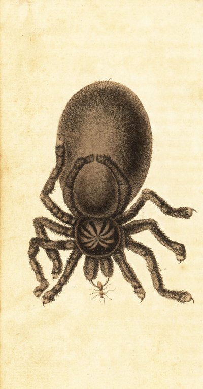 Tarántula de dedos rosados, Avicularia avicularia. ,1800 (grabado) de John Gabriel Stedman