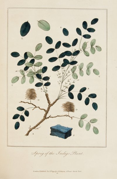 Ramita de la planta índigo de John Gabriel Stedman