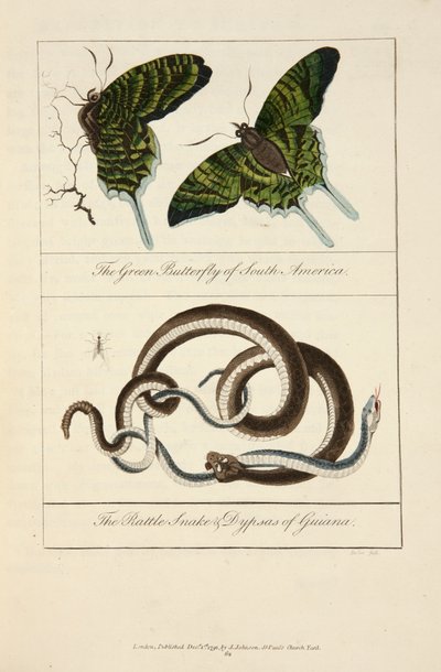 La mariposa verde de Sudamérica y la serpiente de cascabel y las dypsas de Guayana de John Gabriel Stedman