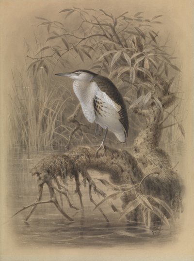 Avetorillo común, Ixobrychus minutus de John Gerrard Keulemans