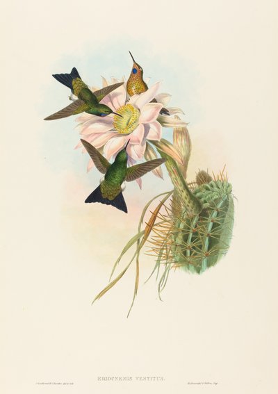 Eriocnemis vestitus Glowing Puff-Leg de John Gould and Henry Constantine Richter John Gould and Henry Constantine Richter