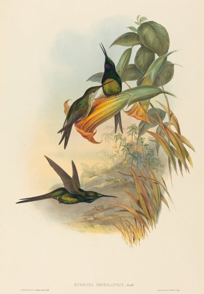 Eugenia imperatrix Colibrí Emperatriz de John Gould and Henry Constantine Richter John Gould and Henry Constantine Richter
