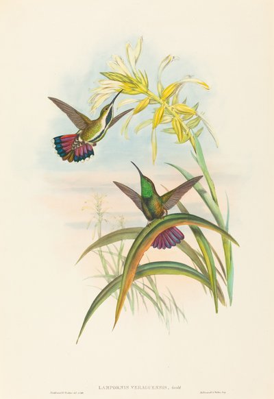 Lampornis veraguensis Veraguan Mango. Creadores: John Gould, Henry Constantine Richter de John Gould and Henry Constantine Richter John Gould and Henry Constantine Richter