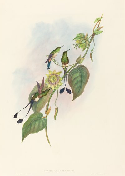 Spathura underwoodi Cola de Raqueta de Pies Blancos de John Gould and Henry Constantine Richter John Gould and Henry Constantine Richter
