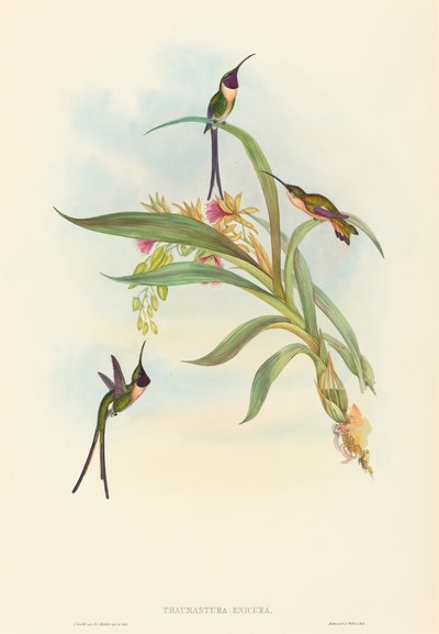 Tharmastura enicura Cola de Tijera Delgada. Creadores: John Gould, Henry Constantine Richter de John Gould and Henry Constantine Richter John Gould and Henry Constantine Richter