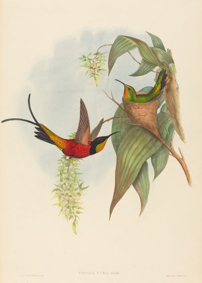 Topaza pyra Hada Topacio de John Gould and Henry Constantine Richter John Gould and Henry Constantine Richter