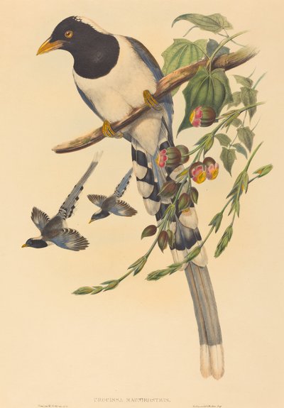 Urocissa magnirostris, probablemente 1850-1883 de John Gould and Henry Constantine Richter John Gould and Henry Constantine Richter