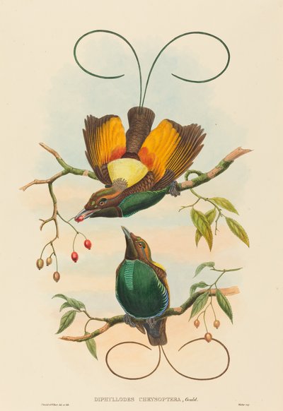 Diphyllodes chrysoptera Magnífico Ave del Paraíso de John Gould, William Matthew Hart