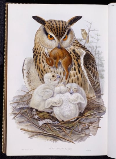 Un gran búho y polluelos, de "Las aves de Europa", publicado 1832-37 de John Gould