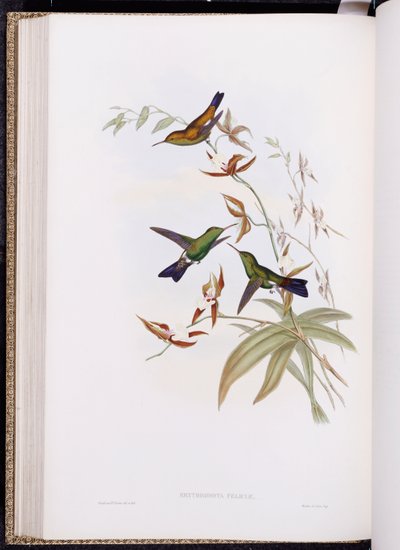 Una monografía de Trochilidae, o Familia de Colibríes, publicada 1849-61 de John Gould