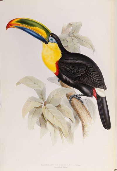 Una monografía de los Ramphastidae, o familia de tucanes, primera edición, publicada en 1834 de John Gould
