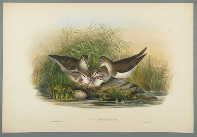 Actitis Hypoleucos - Andarríos Chico de John Gould