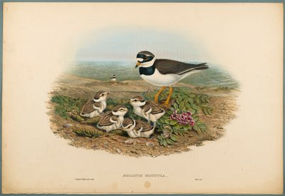 Aegialitis Hiaticula - Chorlitejo Grande de John Gould