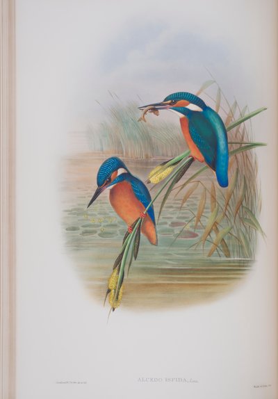 Alcedo Ispida, lámina de Las Aves de Gran Bretaña por John Gould, publicado 1862-73 de John Gould